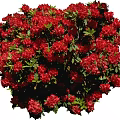 Vibrant Red Flowering Shrub With Lush Green Leaves And Abundant Blooms