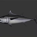 Realistic Tuna With Open Mouth And Black And White Body And Sharp Fins
