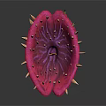 Exotic Red Thorny Plant Featuring Petal Like Structure With Shiny Center Seeds And Yellow Stamens