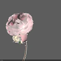 Delicate Pink And White Gradient Flower With Layered Petals Unopened Bud Slender Stem Gray Background