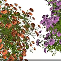 Two Flowering Trees with Orange Red and Purple Blossoms in Full Bloom