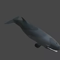 Realistic 3D Whale Model With Open Mouth Sharp Teeth And Dark Background 3d model