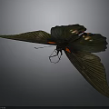 Dark Colored Butterfly With Spread Wings And Red Orange Spots On Gray Background