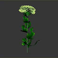 Vibrant Green Chrysanthemum Plant With Lush Leaves Long Stem in Isolated Black Background
