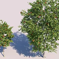Two Arbor Trees with Green Leaves Red Fruits Different Sizes and Shadows