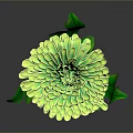 Vibrant Green Chrysanthemum Plant With Lush Leaves Long Stem in Isolated Black Background