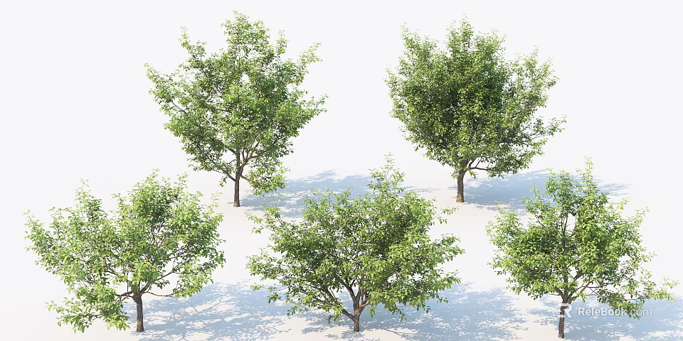 Multiple Arbor Trees With Green Leaves Trunks And Natural Shadows 3d model