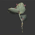 Green Cactus Plant With Pink Fruits And Yellow Spines On Dark Background