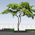 Lush Green Tree With Curved Trunk On Grass Lawn Against Blue Sky And White Wall