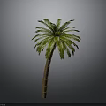 Tall Palm Tree With Green Fronds And Brown Trunk Against Gray Background