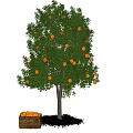 Lush Orange Tree Bearing Ripe Fruits With Basket Of Oranges Below
