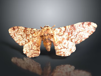 Moth With Brown And White Patterned Wings On Dark Surface With Reflection 3d model