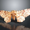 Moth With Brown And White Patterned Wings On Dark Surface With Reflection