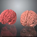 Two Pink Brain Models on Black Surface With Clear Reflections 3d model