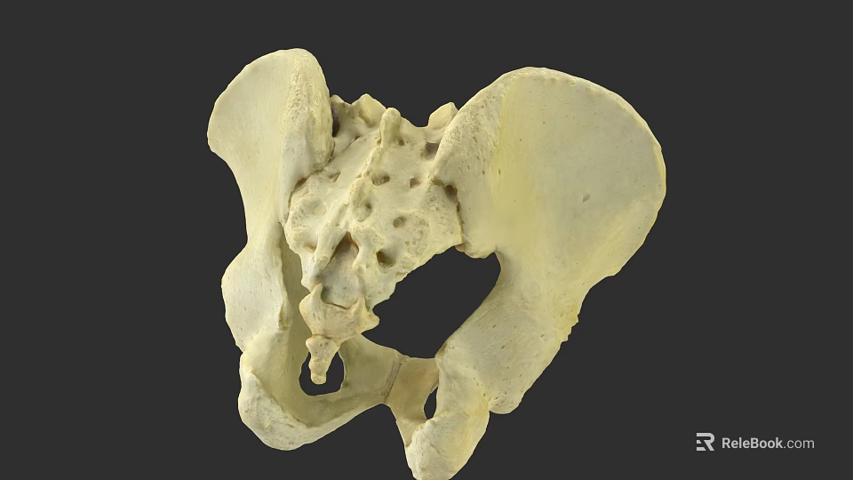 Pelvic Organs Anatomical Model Showing Detailed Human Pelvis Bone Structure 3d model 