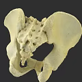 Pelvic Organs Anatomical Model Showing Detailed Human Pelvis Bone Structure