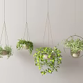 Lush Hanging Basket Plants With Trailing Green Leaves For Indoor Home Decoration