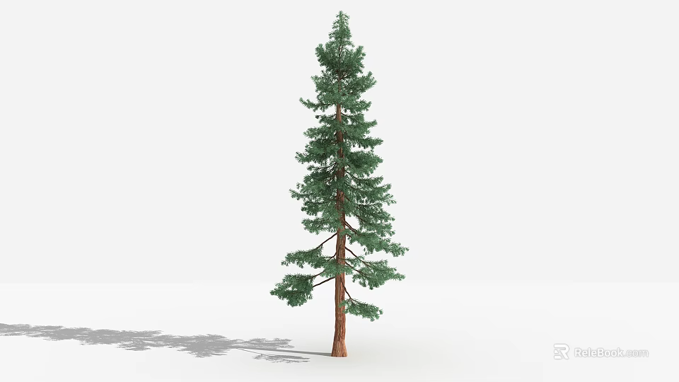 Tall Pine Tree With Green Needles Brown Trunk And White Background Shadow 3d model 