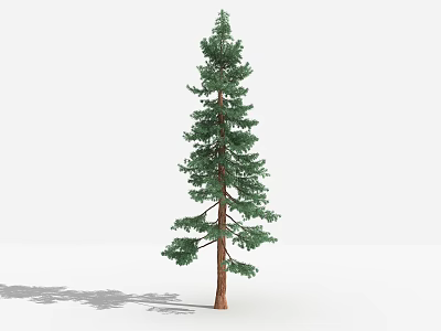 Tall Pine Tree With Green Needles Brown Trunk And White Background Shadow 3d model