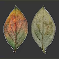 Healthy And Unhealthy Plant Leaves With Vibrant And Dull Color Patterns