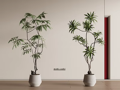 Two Potted Bonsai Plants in White Pots on Wooden Floor with Light Walls and Red Accent 3d model