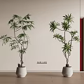 Two Potted Bonsai Plants in White Pots on Wooden Floor with Light Walls and Red Accent