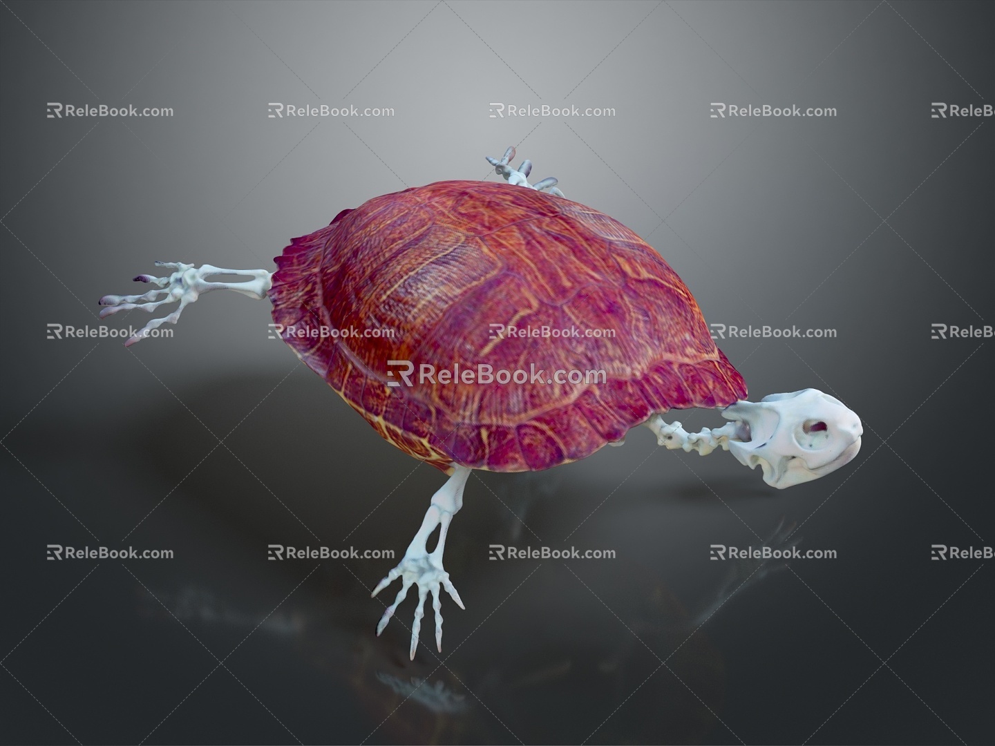 Turtle Turtle Cartoon Turtle Snapping Turtle Chickbill Turtle Reptile Cold Blooded Animal Reptile Reptile Class 3d model