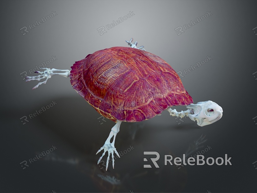 Turtle Turtle Cartoon Turtle Snapping Turtle Chickbill Turtle Reptile Cold Blooded Animal Reptile Reptile Class model