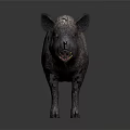 Wild Boar With Thick Fur And Sharp Tusks Standing On Neutral Background 3d model