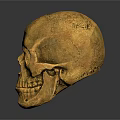 Animal Skull Ornament in Golden Finish Placed on Black Background with Shiny Reflection
