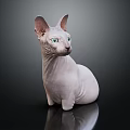 Hairless Sphynx Cat With Green Eyes Sitting On Shiny Surface Against Dark Background