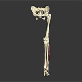 Human Lower Limb Skeleton Anatomical Structure With Red Marked Muscles 3d model