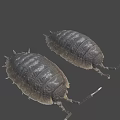 Two Brown Segmented Pill Bugs With Long Antennae On Gray Surface 3d model
