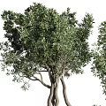 Stylish Bonsai Potted Plants With Tree Like And Shrub Like Growth In Gray Concrete Pots