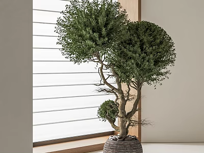 Bonsai Tree Decorative Indoor Plant With Shaped Foliage And Ceramic Planter Near Window 3d model