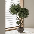 Bonsai Tree Decorative Indoor Plant With Shaped Foliage And Ceramic Planter Near Window