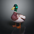 Green Headed Duck with Yellow Beak Brown White Feathers Orange Feet on Dark Shiny Surface