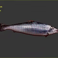 Whole Fresh Fish with Silver Pink Body on Grey Background and Clear Reflection