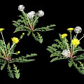 Vibrant Dandelion Plants With Yellow Flowers And White Fluffy Seed Heads On Black Background