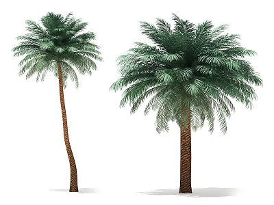 Tall Palm Trees With Lush Green Fronds And Brown Trunks In Natural View 3d model