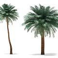Tall Palm Trees With Lush Green Fronds And Brown Trunks In Natural View