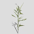 Fresh Green Bamboo Plant With Long Stems And Lush Leaves For Indoor Decor