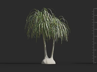 Potted Arbor With Slender Drooping Foliage And Multiple Trunks On Dark Background 3d model
