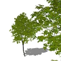 Lush Green Arbor With Dense Foliage And Strong Trunk In Natural Environment