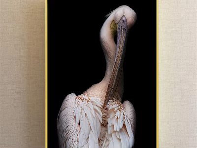 Pelican Animal Painting Detailed Portrait With White Feathers On Black Background 3d model