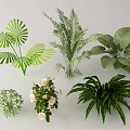 Variety of Bonsai Potted Plants With Green Leaves White Flowers and Different Types