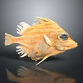 Light Brown Striped Fish With Blue Eyes White Edged Fins Tail On Dark Background Reflection