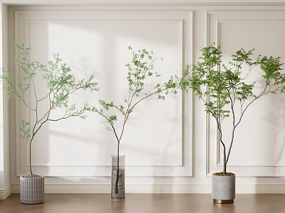 Bonsai Potted Plants in Modern White Wainscoting Room with Wooden Floor and Varied Planters 3d model