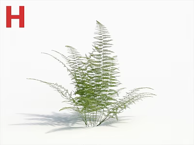 Lush Green Fern Plant With Fresh Feathery Leaves Against White Background 3d model