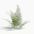Lush Green Fern Plant With Fresh Feathery Leaves Against White Background